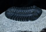 / Inch Prone Phacops Speculator Trilobite #2264-1